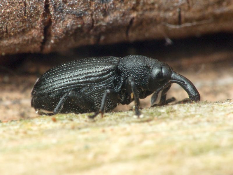 Magdalis (Odontomagdalis) armigera (Geoffroy, 1785)